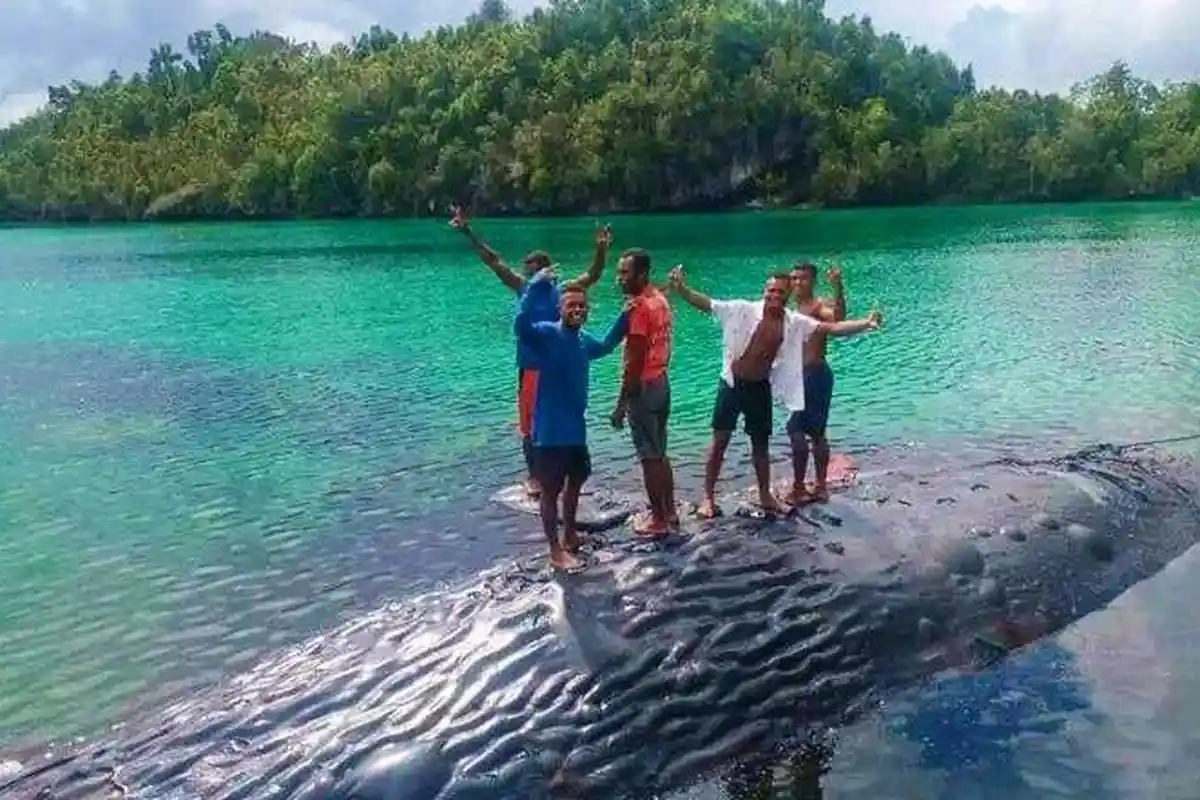 Terungkap Penyebab Kematian Ikan Paus Terdampar di Kampung Tomolol Raja Ampat