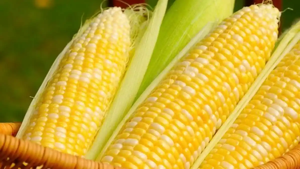7 Manfaat Jagung, Cocok Dikonsumsi Sebagai Menu Diet, Tubuh Tetap Sehat ...