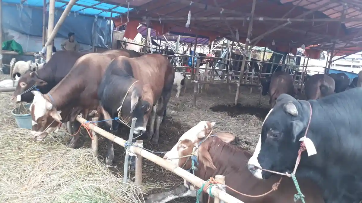 Dampak Pandemi Covid-19 Dirasakan Para Pedagang Hewan Kurban, Omzet Turun Drastis