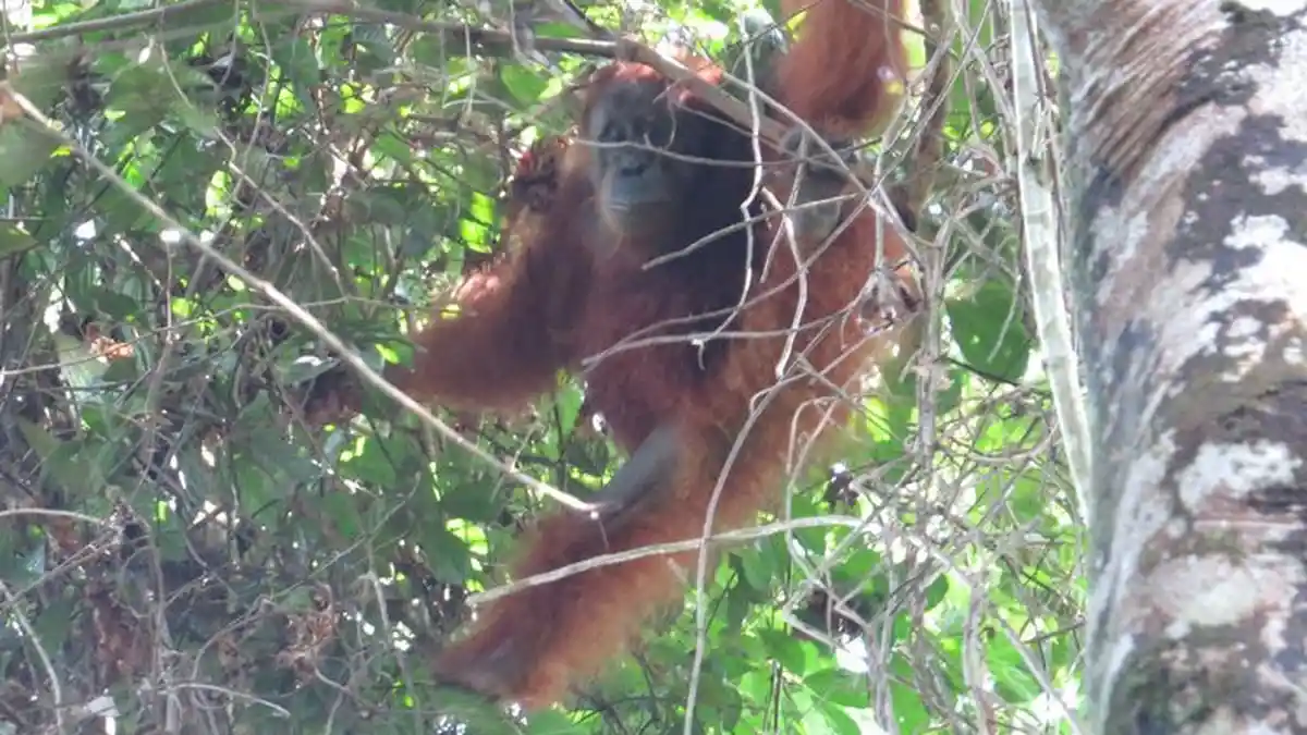 Sejumlah Hewan Termasuk Orangutan Perlu juga Ditest Covid-19, Seperti Primata yang Satu Ini