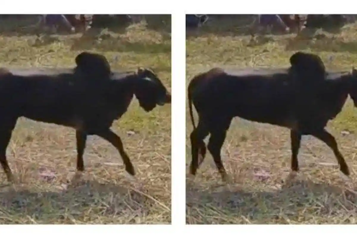 Sapi Kurban yang Sudah Disembeli Tiba-tiba Hidup Lagi dan Ngamuk, Warga Panik Panggil Polisi