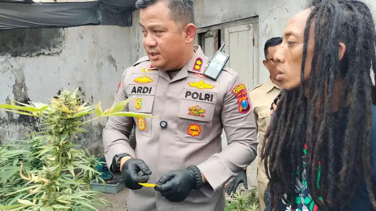 Melacak Jejak Benih Ganja Mojongapit Jombang hingga Luar Negeri