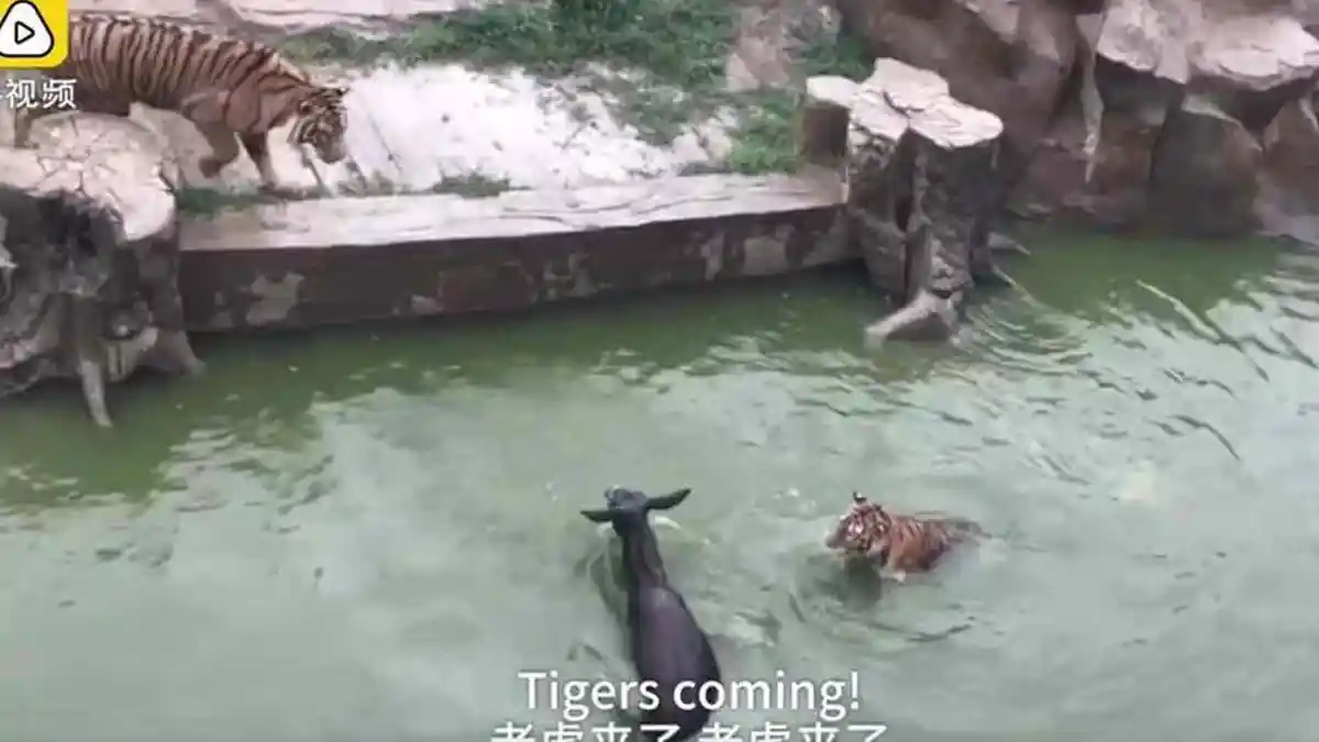 VIDEO Sadis di Kebun Binatang China. Keledai Hidup Dilemparkan ke Kandang Harimau