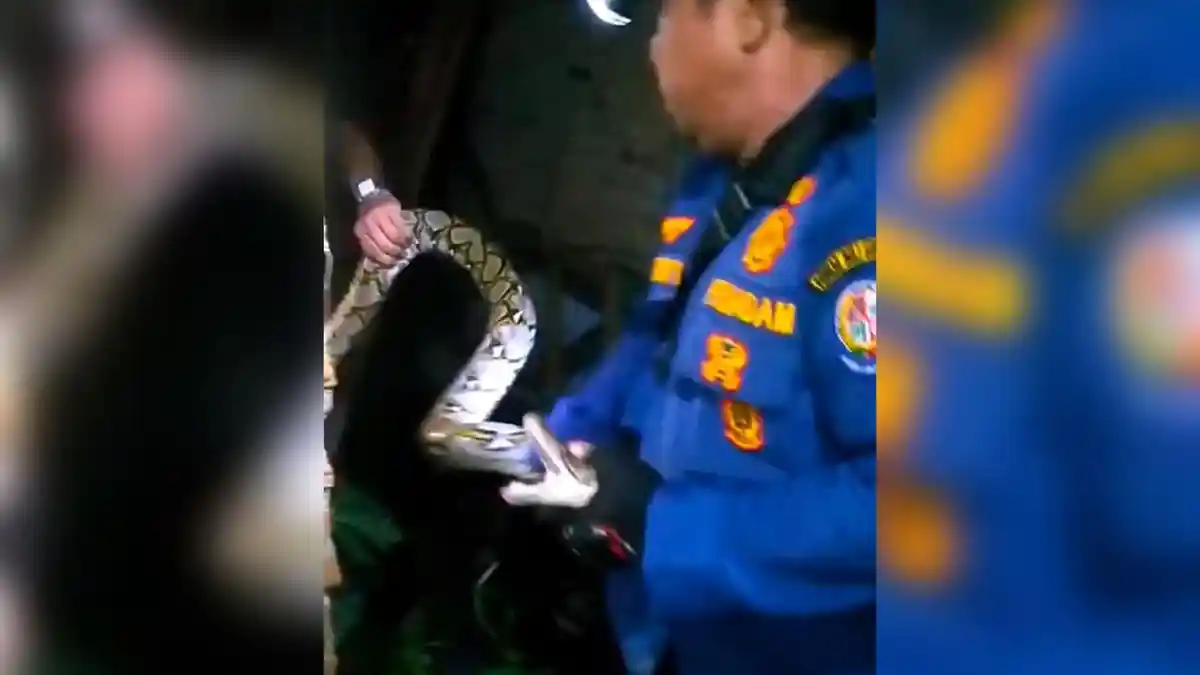 Musim Hujan Ular Piton Melilit dan Masuk ke Rumah Warga Tanjung Morawa, Pemilik Menjerit