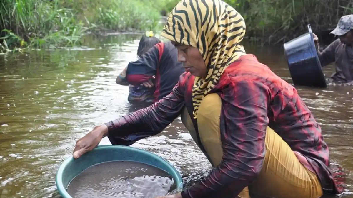 Pecahan Emas yang Menjadi Harta Karun di Cengal Dipercaya Berasal dari Zaman Kerajaan
