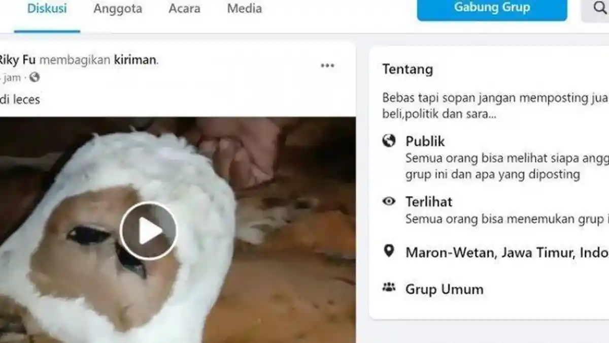 Warga Histeris Lihat Seekor Sapi Bermata Empat dan Berkepala Dua yang Lahir di Probolinggo