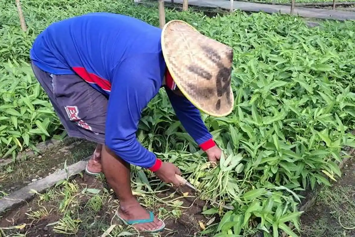 Libatkan Warga Binaan, Panen Perdana Kangkung di Lapas Kelas IIA Kediri Capai 400 Kilogram