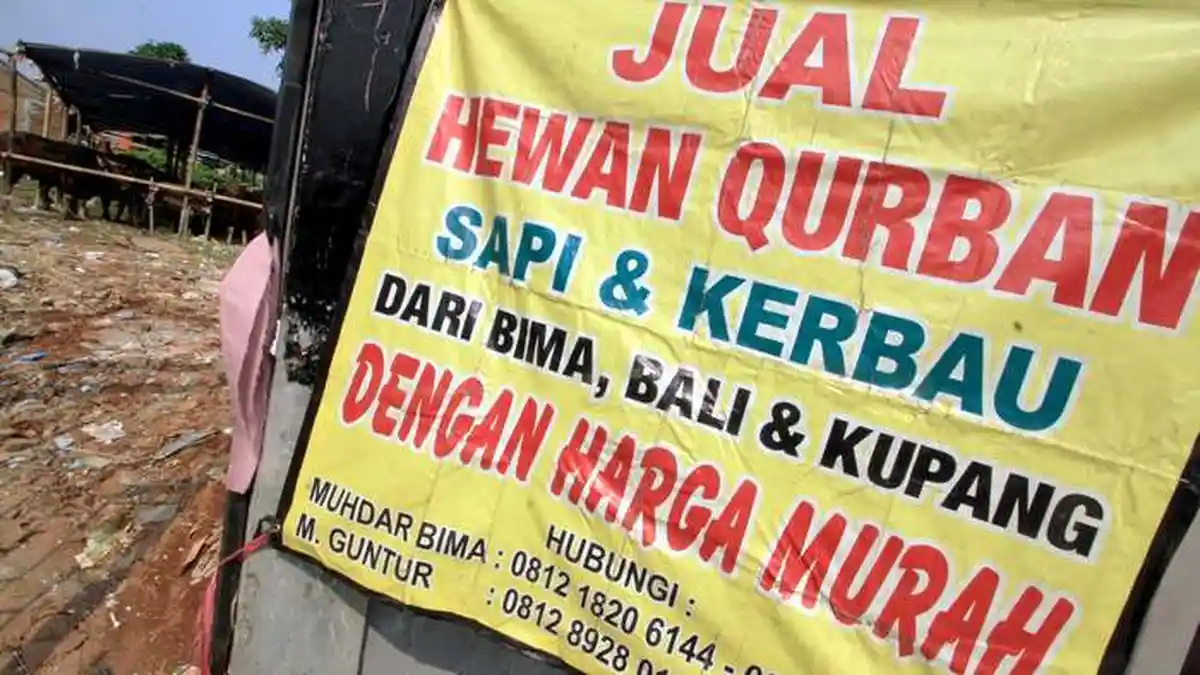 VIDEO: Pedagang Hewan Kurban di Tanahabang Belum Banyak Berjualan