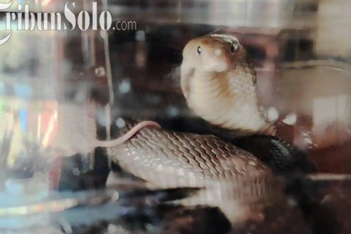 Ular Sembunyi Dalam Lemari Baju Warga Klaten, Pemilik Rumah Ketakutan saat Tahu Jenis Ularnya