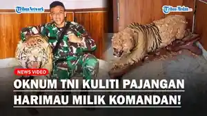 Viral-oknum-TNI-berpangkat-Prada-menguliti-pajangan-harimau-milik-komandannya-sendiri.jpg