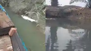 Diduga-tercemar-limbah-hingga-air-berubah-hitam.jpg