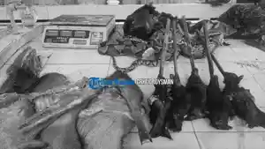 Aktivitas-jual-beli-daging-di-Pasar-Airmadidi-Minahasa-Utara-terpantau-stabil-Kamis-1222026.jpg
