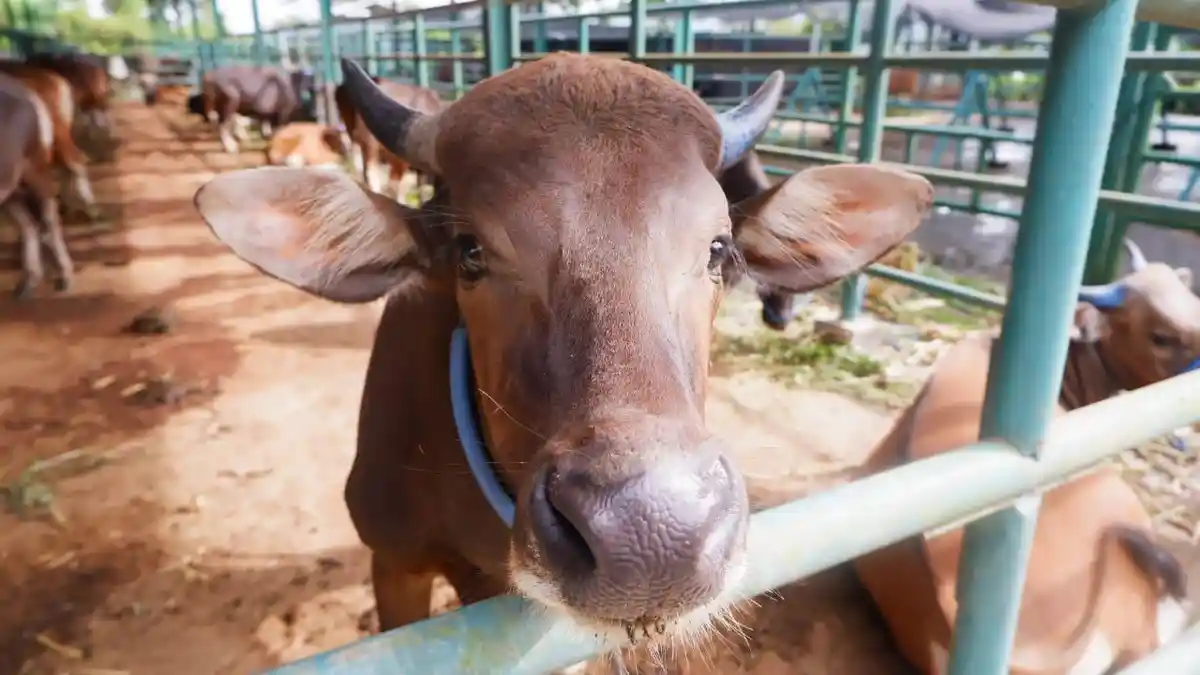 Harga Sapi Kurban di Kabupaten Polman Naik Akibat PMK