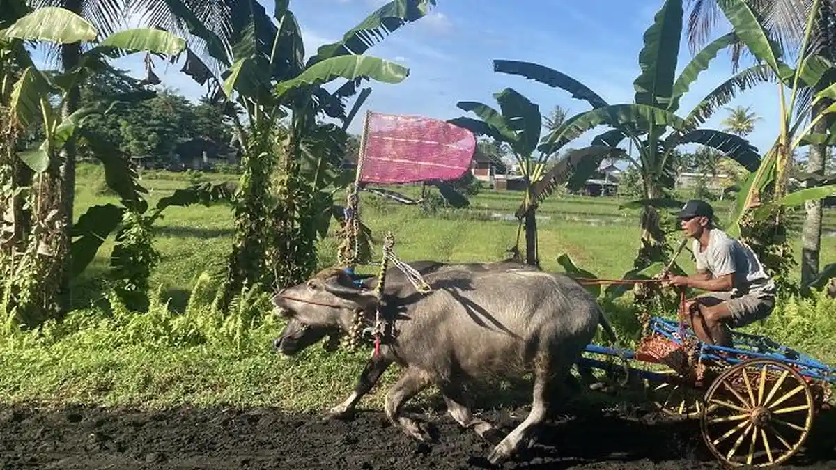 Gelar 3 Event Makepung Cup Tahun Ini, Puluhan Pasang Kerbau Berlatih Sirkuit Delod Berawah