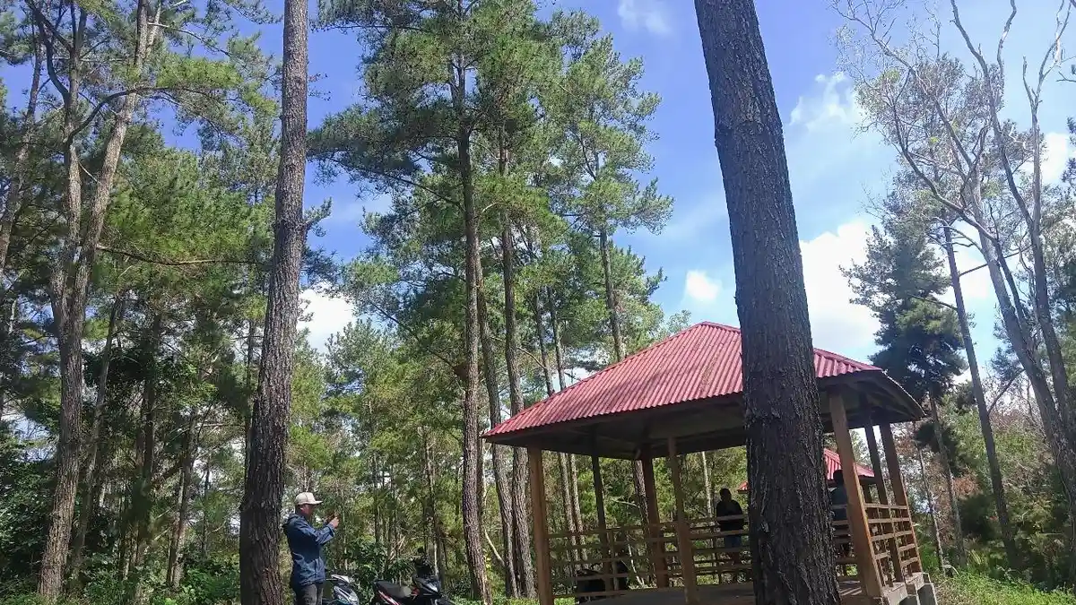 Melihat Kondisi Terkini Objek Wisata Hutan Pinus Botuwombato Kwandang Gorontalo Utara