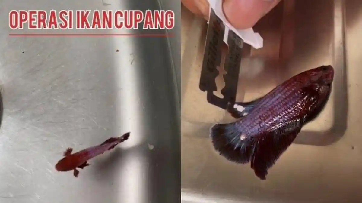 Viral Video Pria Asal Bali Operasi Ikan Cupang Miliknya, Ternyata Begini Cerita Sebenarnya