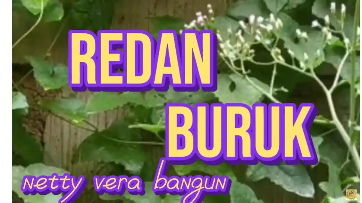 Lirik Lagu Karo Redan Buruk Dipopulerkan oleh Netty Vera Br Bangun