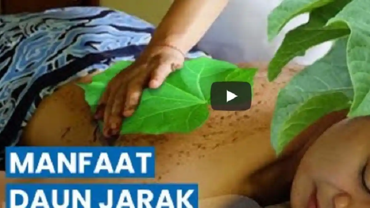 Manfaat Daun Jarak Bisa Tambah Ukuran Kejantanan? Dokter Sebut Efek Samping Bisa Bikin Impoten