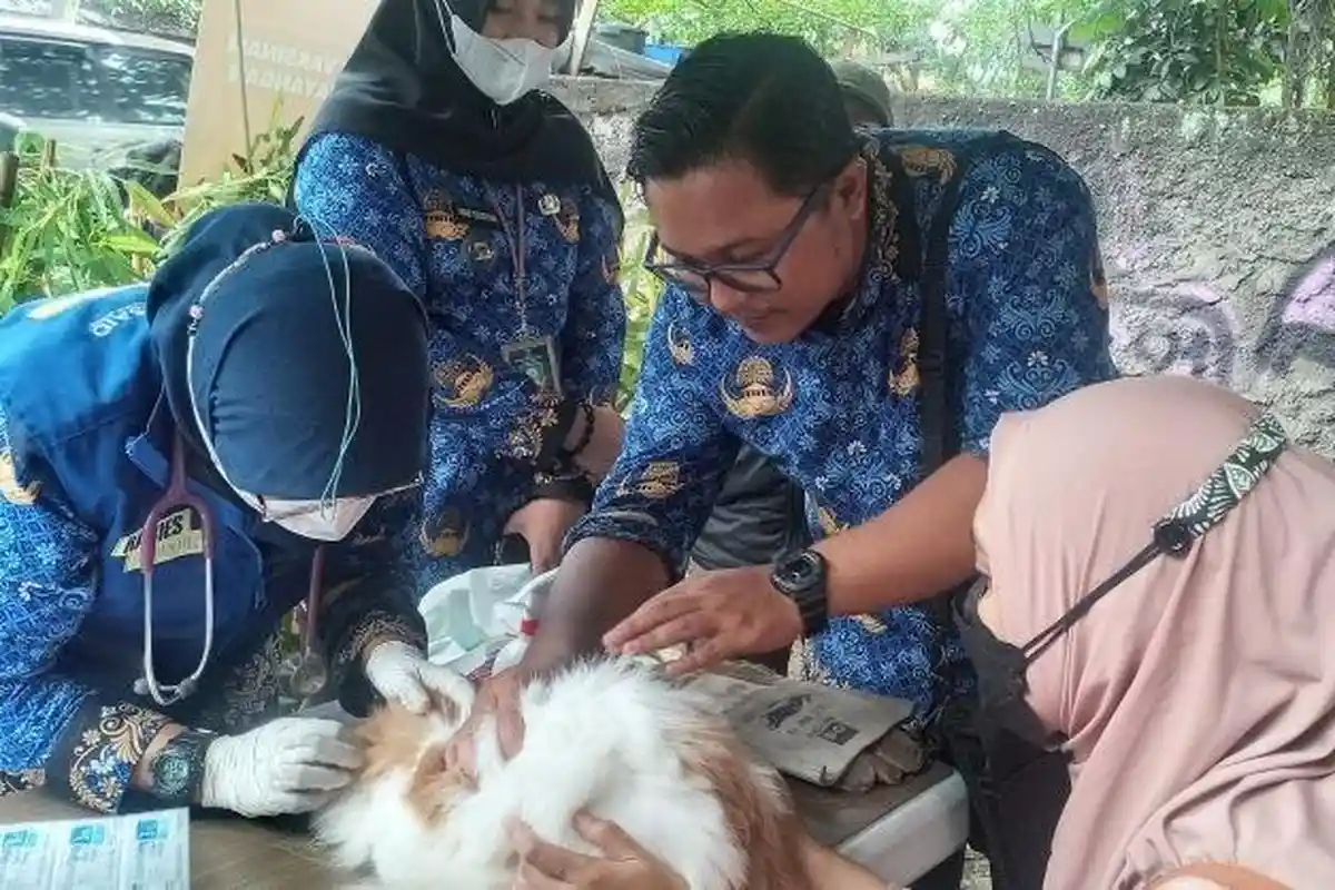 DKPP Bandung Gelar Vaksinasi dan Kastrasi Gratis Kucing atau Anjing, Ini Jadwal dan Link Daftarnya