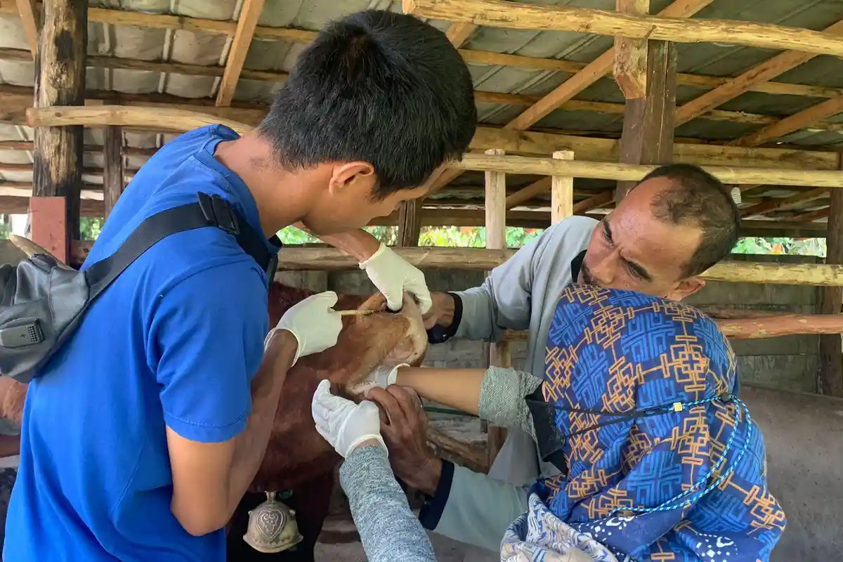 Antisipasi PMK Pada Hewan Kurban, Begini Skenario Pemkot Jambi