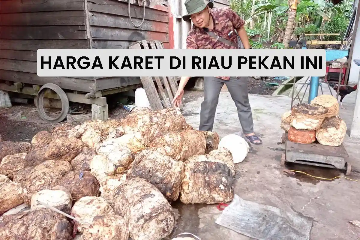 Harga Karet di Rohul dan Kuansing Naik, Kabupaten Lainnya di Riau Tetap