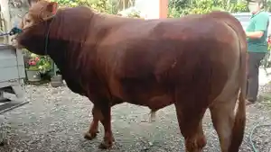 Sapi-Limosin-947-Kg-Jadi-Hewan-Kurban-Presiden-Prabowo-di-Konawe-Sulawesi-Tenggara-Harga-Rp95-Juta.jpg