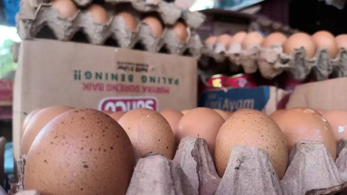 Imbas Harga Pakan Naik, Harga Telur di Muaro Jambi Juga Naik