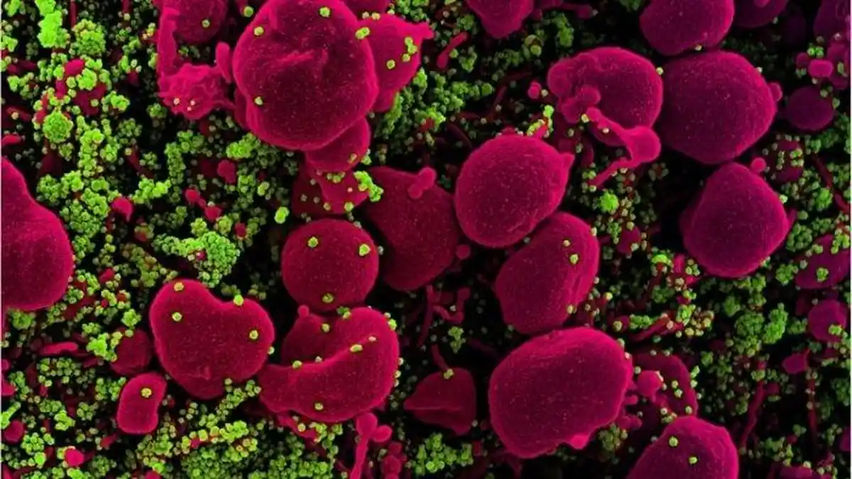 9 Polisi dan Pegawai Positif Covid-19, Kantor Samsat Kobar Ditutup Selama Dua Hari