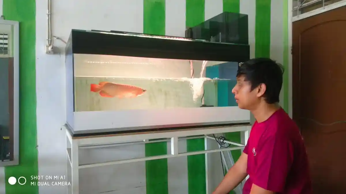 Komunitas Pecinta Ikan Hias dan Predator Belitung, Ikan Cana Belitung Mulai Jadi Tren