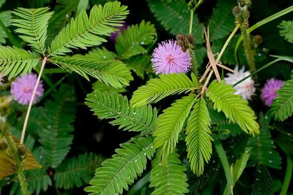 Cuma Minum Rebus Daun Putri Malu saat Masih Hangat, Jangan Kaget Istri Sampai Kewalahan