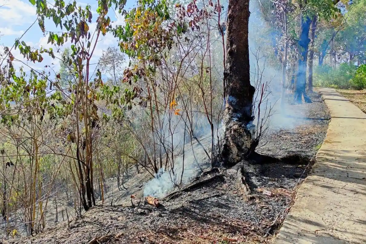 Kebakaran Hanguskan 8 Hektar Hutan dan Lahan di Kayu Putih, Diduga Berawal dari Warga Buka Lahan