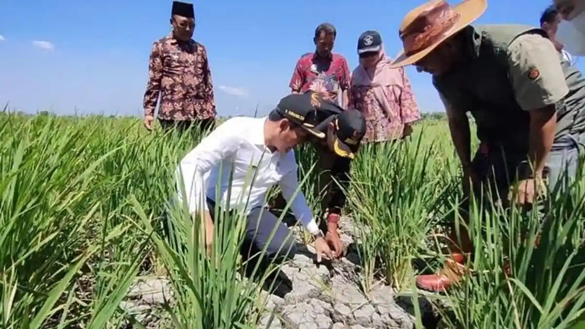 Kemarau, Sekitar 1.000 Hektare Lahan Pertanian di Sidoarjo Dilanda Kekeringan