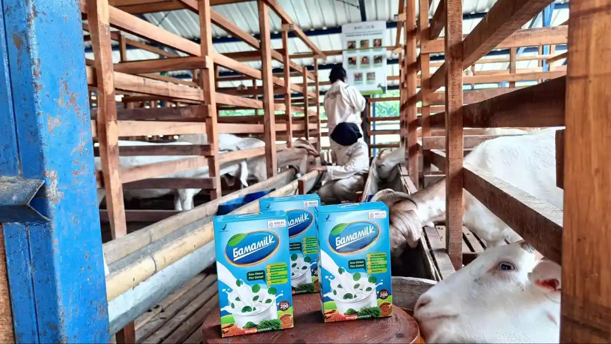 GAMAMILK, Susu Etawa Bubuk dengan Ekstrak Teripang Emas yang Mampu Atasi Nyeri Sendi
