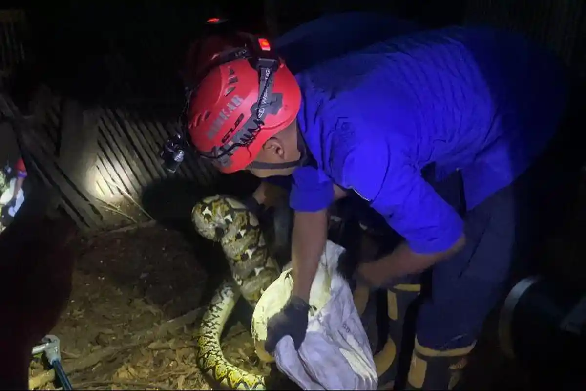 Warga di Trenggalek Temukan Ular Piton di Kandang Ayam, Terungkap dari Hilangnya Ayam di Rumah