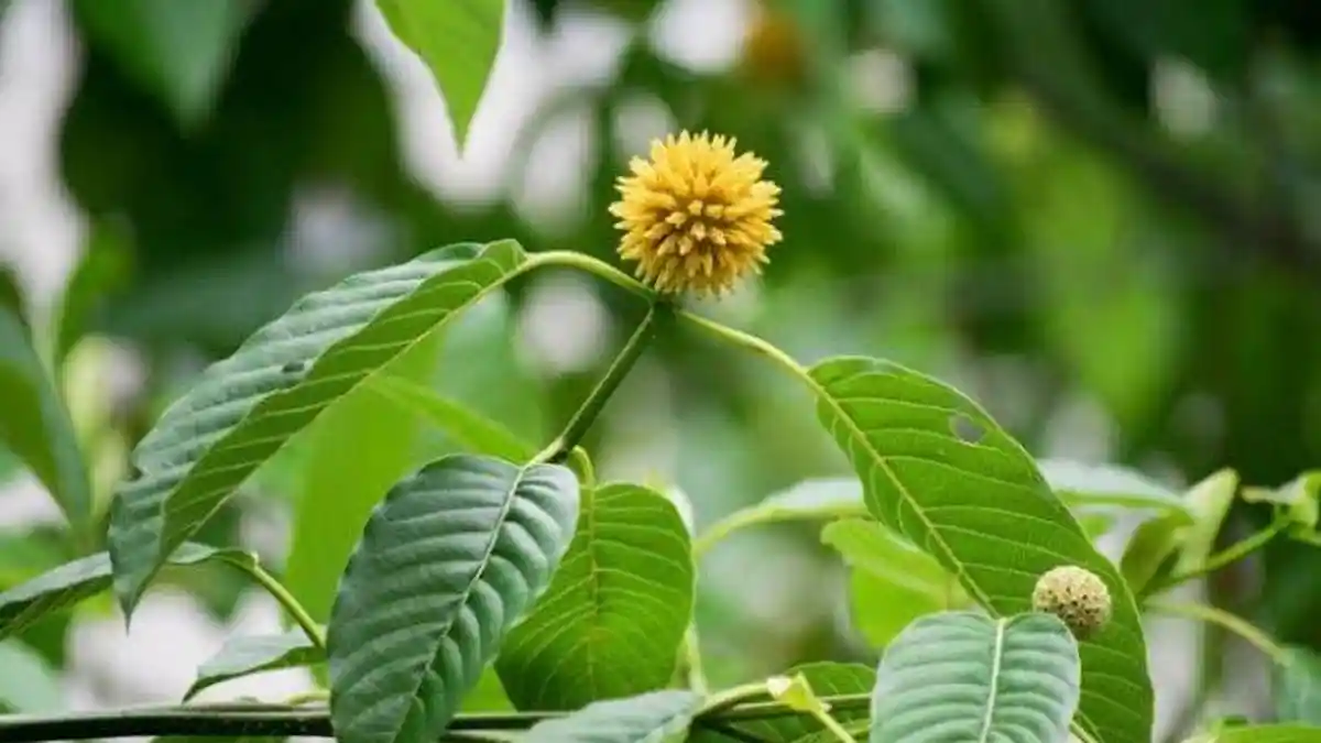Daun Kratom, Tanaman Herbal Obat Tradisional Kini Dilarang BPOM Hingga Penegak Hukum, Bisa Dipidana