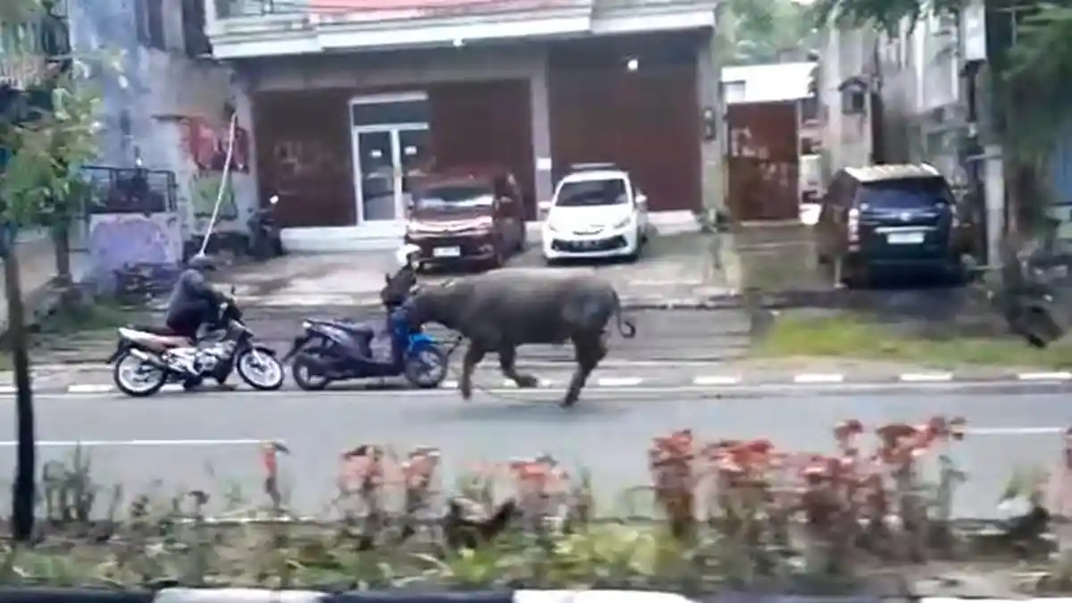 Kerbau di Balikpapan Mengamuk, Sejumlah Warga Alami Luka-Luka