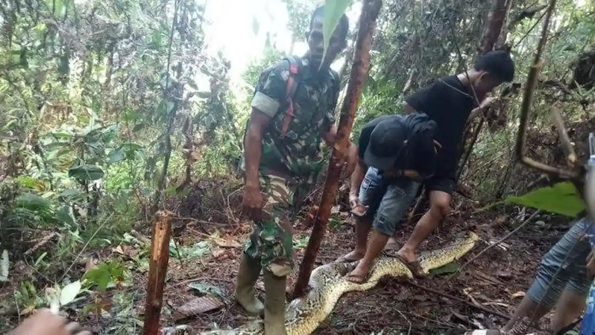 Populer Regional: Wanita Tewas Dimangsa Ular Piton - Manusia Silver Bunuh Lansia Pengidap Alzheimer