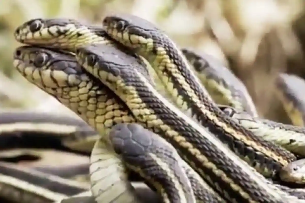 Mimpi Melihat Banyak Ular, Ini Makna Tafsir Mimpi yang Kamu Alami