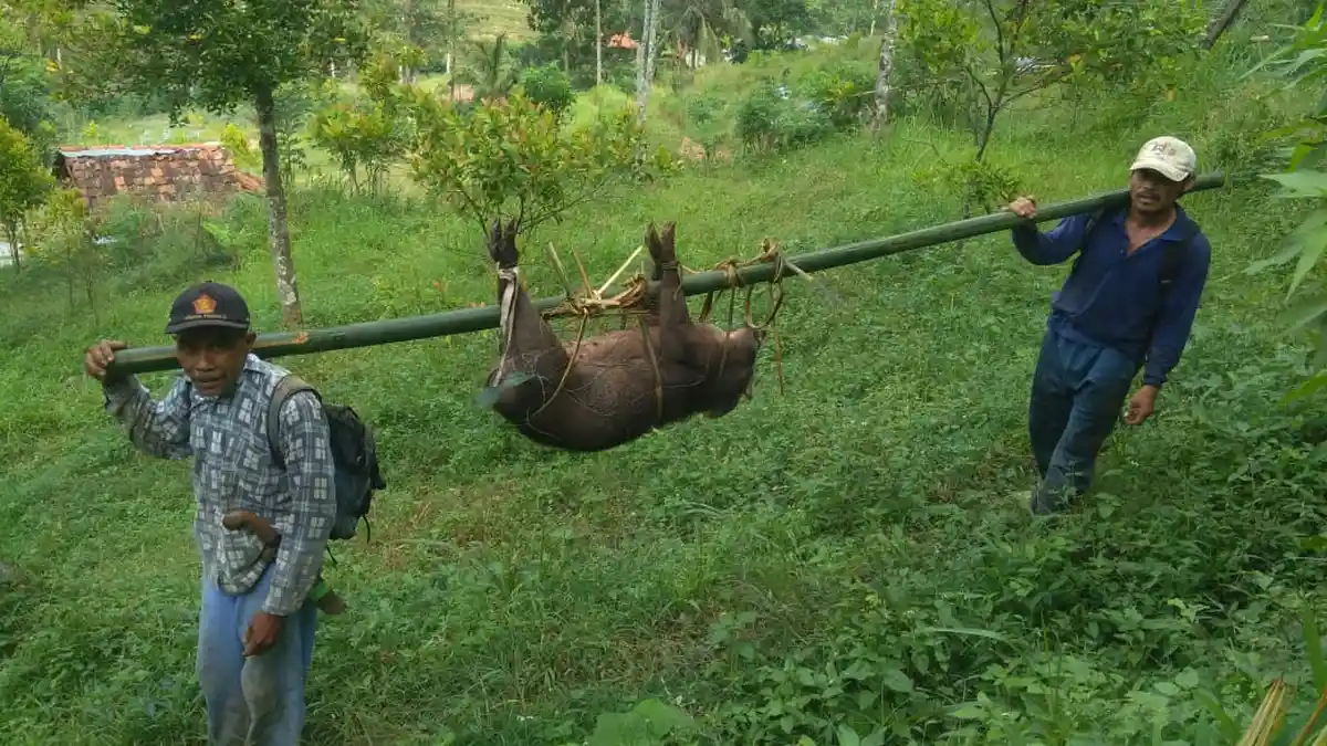 Tangkap Babi Hutan yang Rusak Ladang, Hiburan Warga Desa Pasiragung Kuningan