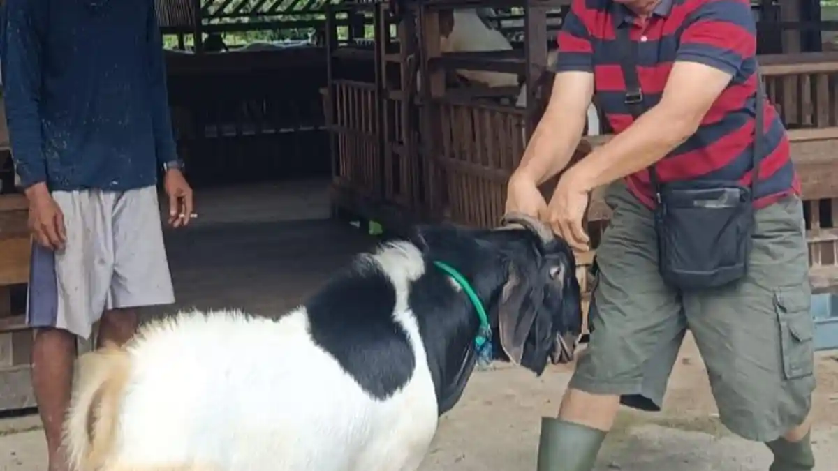 Kambing Warga Bulungan Kaltara Punya Motif Bulu Bentuk Hati, Datang saat Dipanggil 'Love'