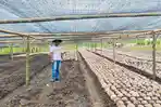 Ngada Targetkan Diri Jadi Pusat Pembibitan Kelapa 500.000, Bibit Mulai Disemai, Bisakah?