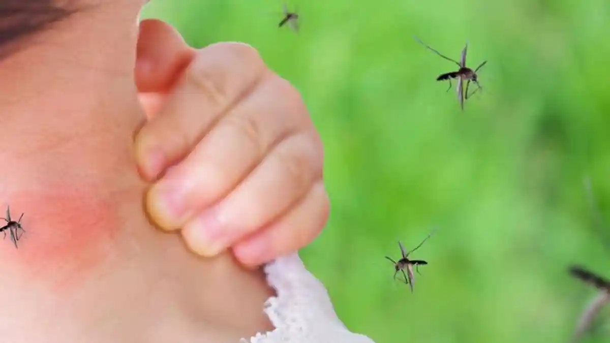 5 Cara Alami Mengusir Nyamuk Tanpa Obat Semprot