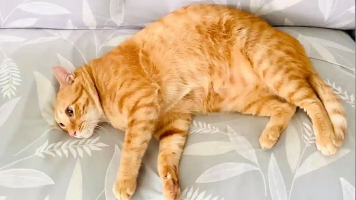 Viral Aksi Kucing Oren Prediksi Pertandingan Timnas Indonesia vs Thailand Final Piala AFF 2020