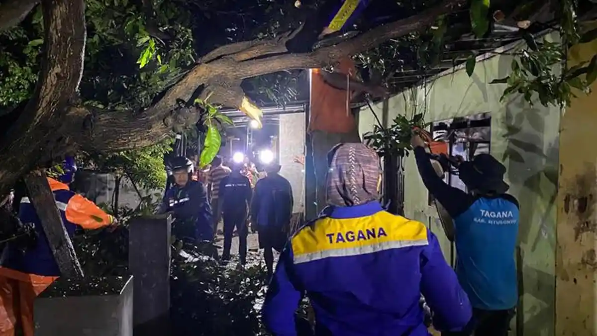 Angin Puting Beliung Melanda Situbondo, Puluhan Rumah Rusak, Pohon Tumbang Sebabkan Kemacetan