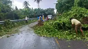 POHON-TUMBANG-Sebuah-pohon-tumbang-dan-menutup-badan-jalan-Trans-Flores-Maumere.jpg