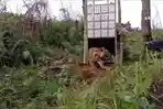 Harimau-dilepas-ke-hutan.jpg