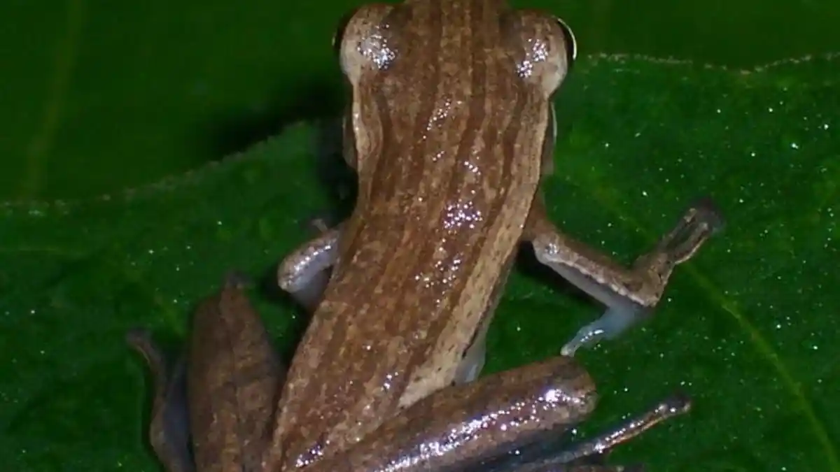 Dongeng Sebelum Tidur untuk Anak Kisah Pangeran Katak dan Putri Jelita