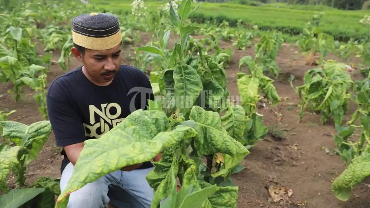 FOTO: Tembakau Sulsel Didorong Pacu Produksi Guna Pasar Ekspor - hamparan-pohon-tembakau-yang-terletak-di-dusun-pattiroang-desa-barania-5.jpg