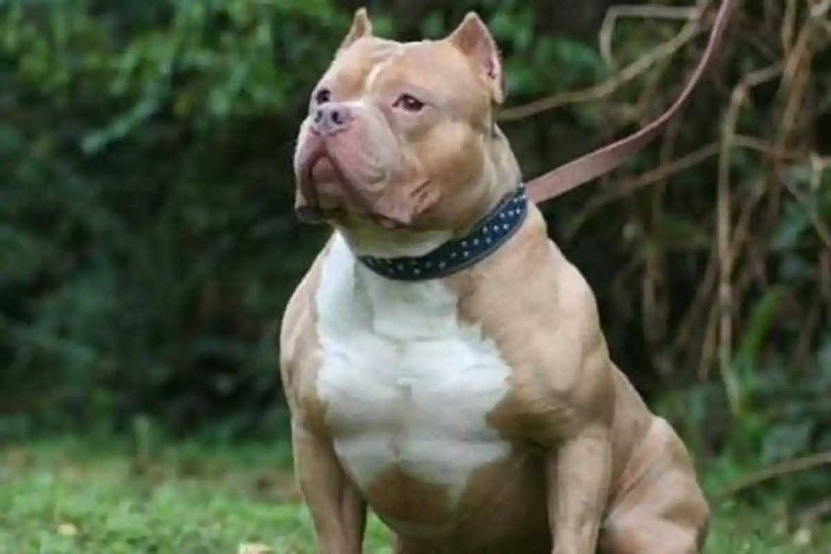 Pria Ini Diberi  Uang Ganti Rugi Rp 100 Ribu, Setelah Diterkam Anjing Pitbul dengan 22 Jahitan.