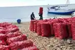 Bawang-merah-yang-disi-dalam-karung-hasil-panen-petani-di-Pota-Manggarai-Timur.jpg